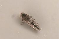 Mompha subbistrigella
