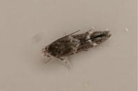 Mompha subbistrigella