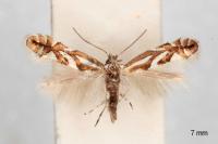 Phyllonorycter blancardella