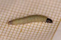 Nothris congressariella