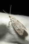 Diurnea fagella