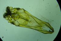 Gelechia muscosella