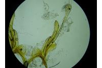 Gelechia muscosella