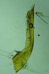 Gelechia muscosella