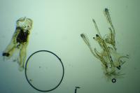 Mirificarma eburnella