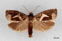 Epiblema foenella