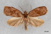 Archips rosana