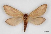 Hepialus humuli