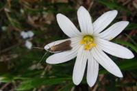 Coleophora lutarea