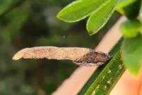 Coleophora calycotomella