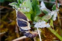 Coleophora discordella