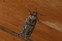 Hofmannophila