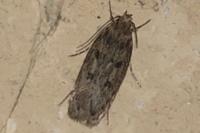 Hofmannophila pseudospretella