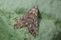 Alucita grammodactyla