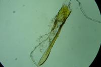 Alucita grammodactyla