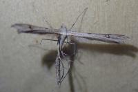 Stenoptilia annadactyla