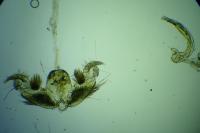 Stenoptilia annadactyla