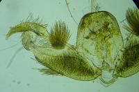 Stenoptilia annadactyla