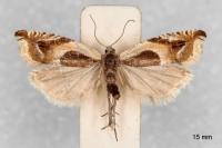 Ancylis badiana