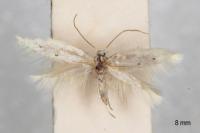 Elachista distigmatella