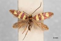Micropterix allionella