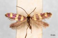 Micropterix allionella