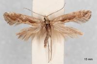 Plutella xylostella