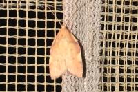 Carcina quercana