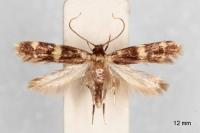 Oegoconia novimundi
