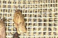 Acleris