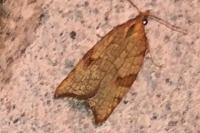 Acleris rhombana
