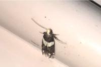 Recurvaria leucatella