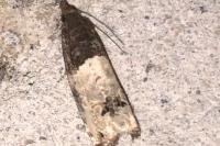 Notocelia roborana