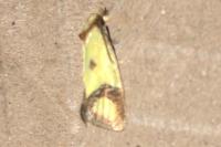 Agapeta zoegana