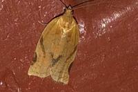 Paramesia gnomana