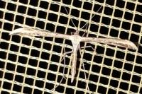 Emmelina monodactyla