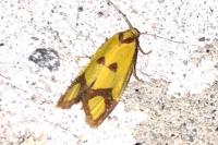 Agapeta zoegana