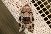 Dichelia histrionana