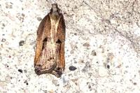 Acleris cristana