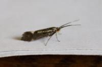 Esperia sulphurella