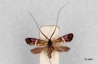Adela australis
