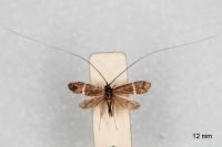 Adela australis