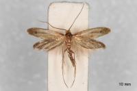 Tinea dubiella