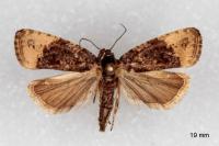 Hedya ochroleucana