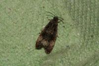 Endothenia