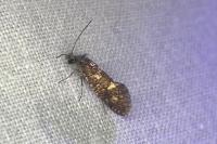 Dyseriocrania subpurpurella