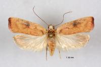Agonopterix nervosa