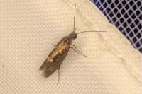 Dyseriocrania subpurpurella