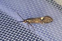 Esperia sulphurella