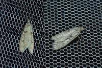 Diurnea fagella